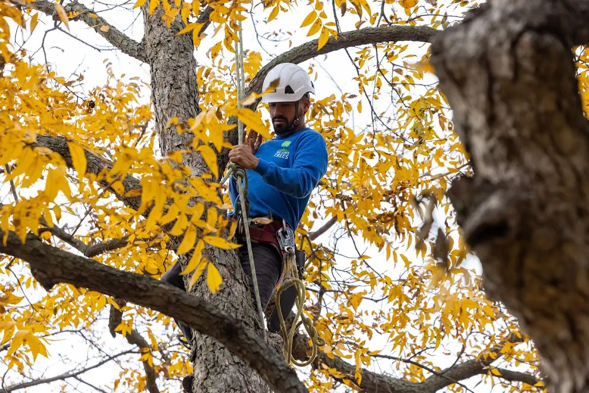 Skilled Tree Trimming crew working in Carlton